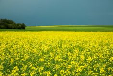 While the bulk of Japan&rsquo;s canola imports come from Canada, the supplier&rsquo;s share has dropped from about 96 per cent of Japan&rsquo;s imports to around 83 per cent. Australia has remained a major source of canola for Japan.
Photo: Canola Council of Canada

