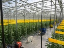 Greenhouse interior Source FVGC