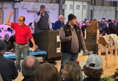 Bids are taken at the Calves for a Cause sale held at the 2026 Canadian Dairy Xpo. Photo: John Greig