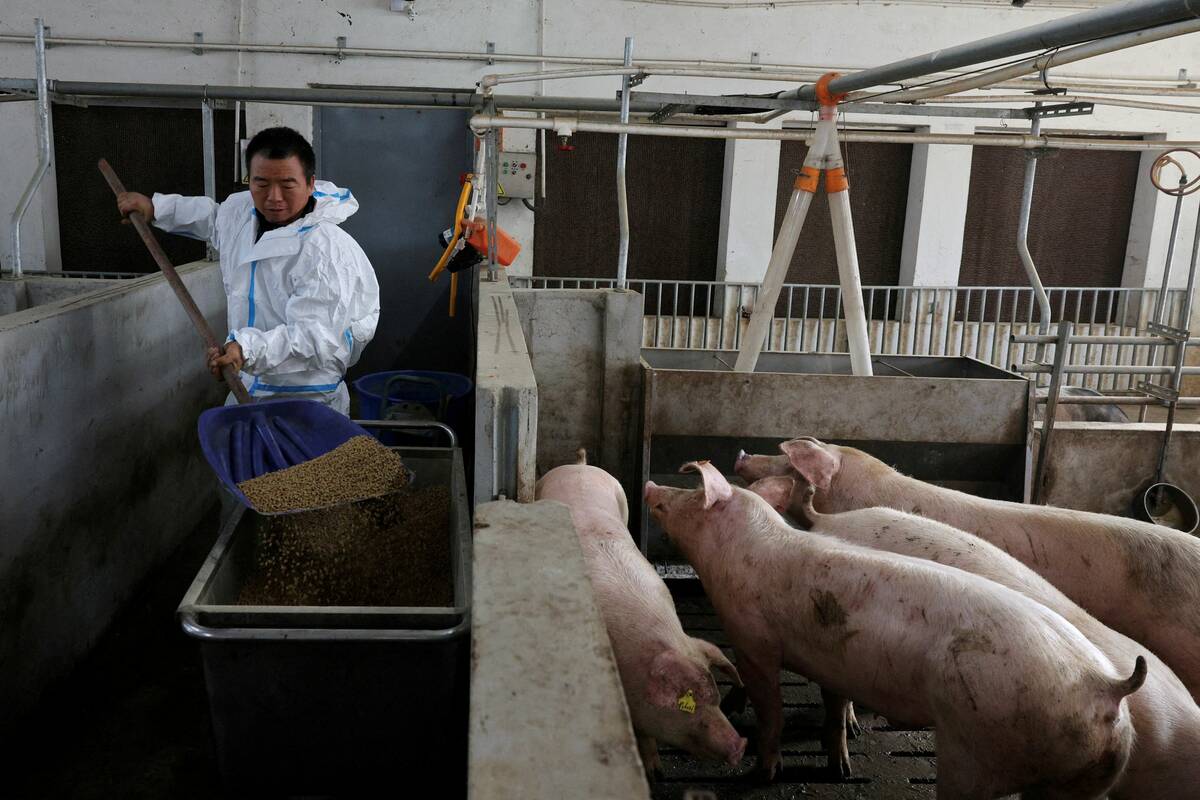 FILE PHOTO: Farm manager Gao Qinshan feeds pigs in a pig pen at a farm in Taizhou, Jiangsu province, China January 15, 2026. Photo: REUTERS/Go Nakamura/File Photo
