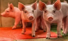 More piglets were produced in Ontario in 2025. Photo: Ledernase/Getty Images