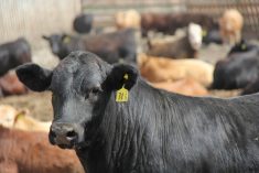 While actual feedlot demand is lower at this time of year, there have been some aggressive bids for feed barley an analyst says. Photo: File
