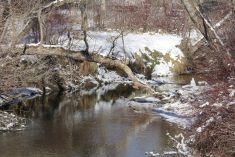 Spring is trying to arrive, but we just can&rsquo;t seem to completely shake winter&rsquo;s grip. Photo: Geralyn Wichers
