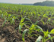 Corn in June in Ontario. Photo: File