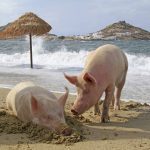 Hogs play on a beach on the Greek island of Mykonos. Greece remains a popular destination among human Canadian tourists. Photo: Rainer Puster/iStock/Getty Images
