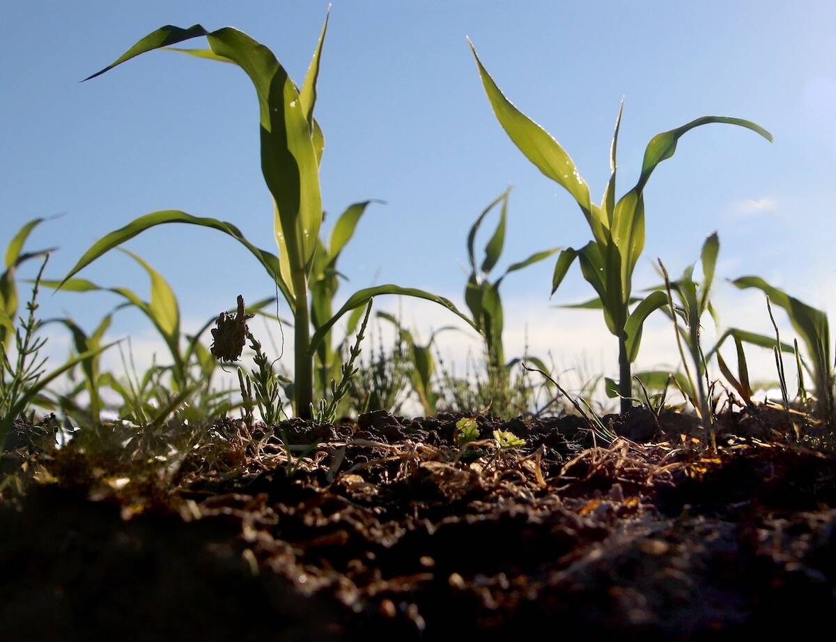 Young corn plants seen above and below ground. Photo: File