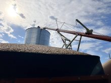 Grain bin and auger with wheat in the foreground in Binscarth, Manitoba, on Sept. 26, 2025.