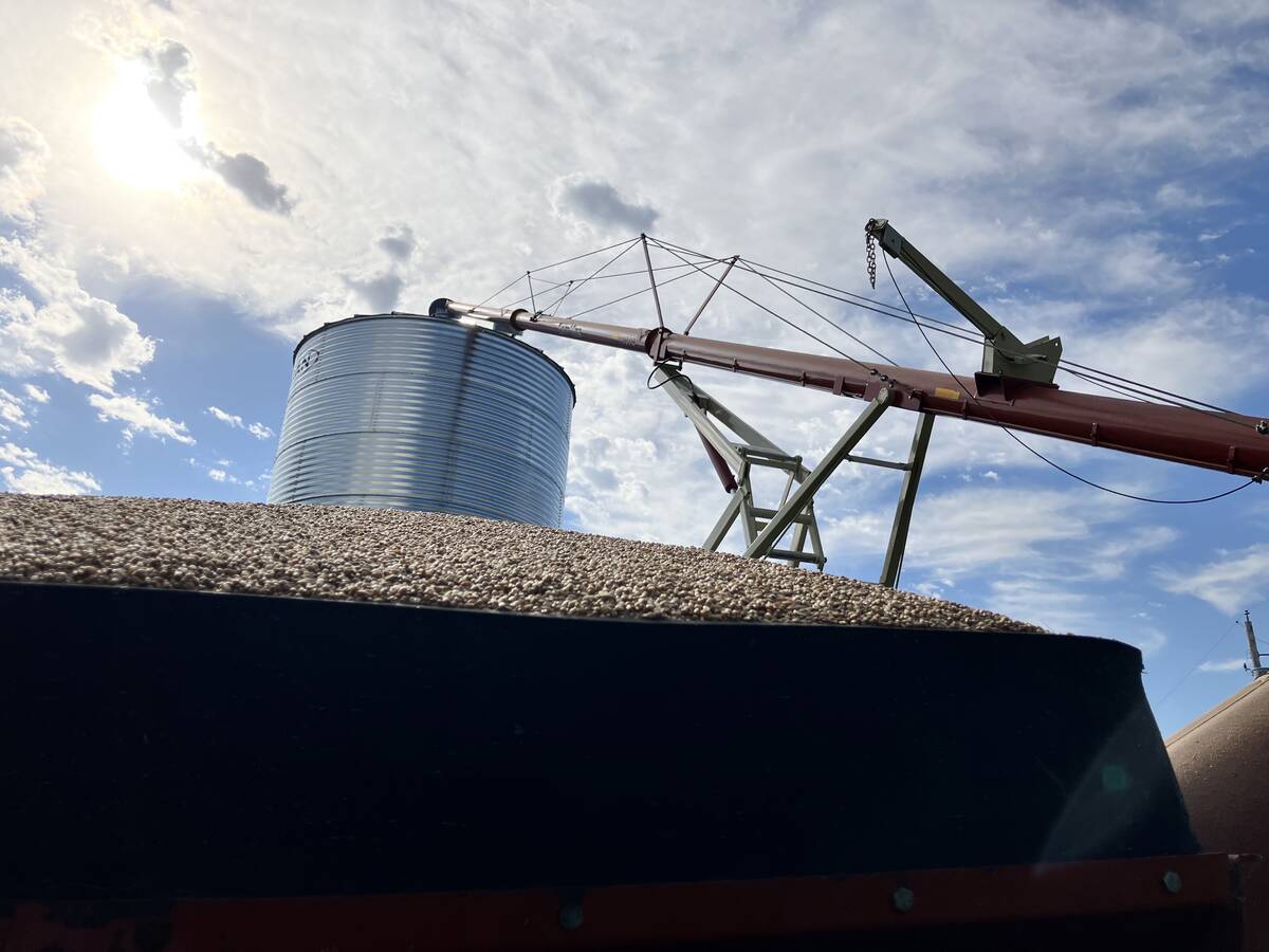 Grain bin and auger with wheat in the foreground in Binscarth, Manitoba, on Sept. 26, 2025.