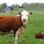 Cutting calf losses: Experts highlight management, health strategies
