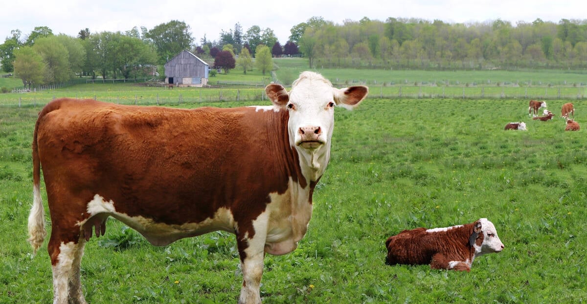 A healthy calving starts with having a yard or pasture that won't encourage disease. Photo: Wirestock/Getty Images