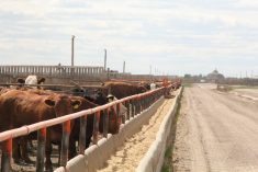 Seasonal price trends should be supporting domestic grain bids, as feed supplies tighten ahead of cattle going out to pasture and the new crop. Photo: Lisa Guenther
