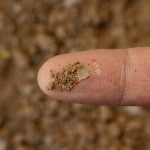 Viral networks in soil microplastics may shape future of sustainable farming