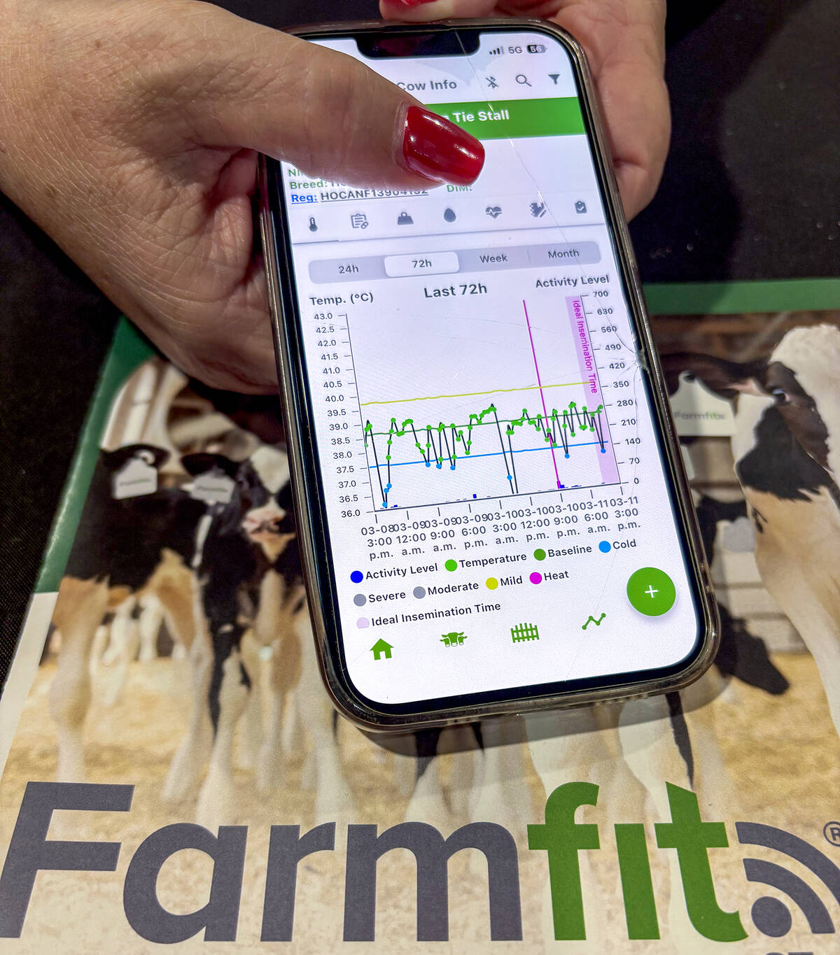 The FarmFit health-monitoring technology provides heat detection, ideal insemination windows, health and treatment protocols, monitors calf weight and growth, auto-calculates dosages, and sets withholding parameters. Photo: Diana Martin